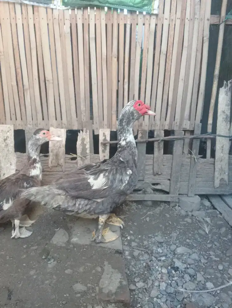 Dijual bebek entok reborn