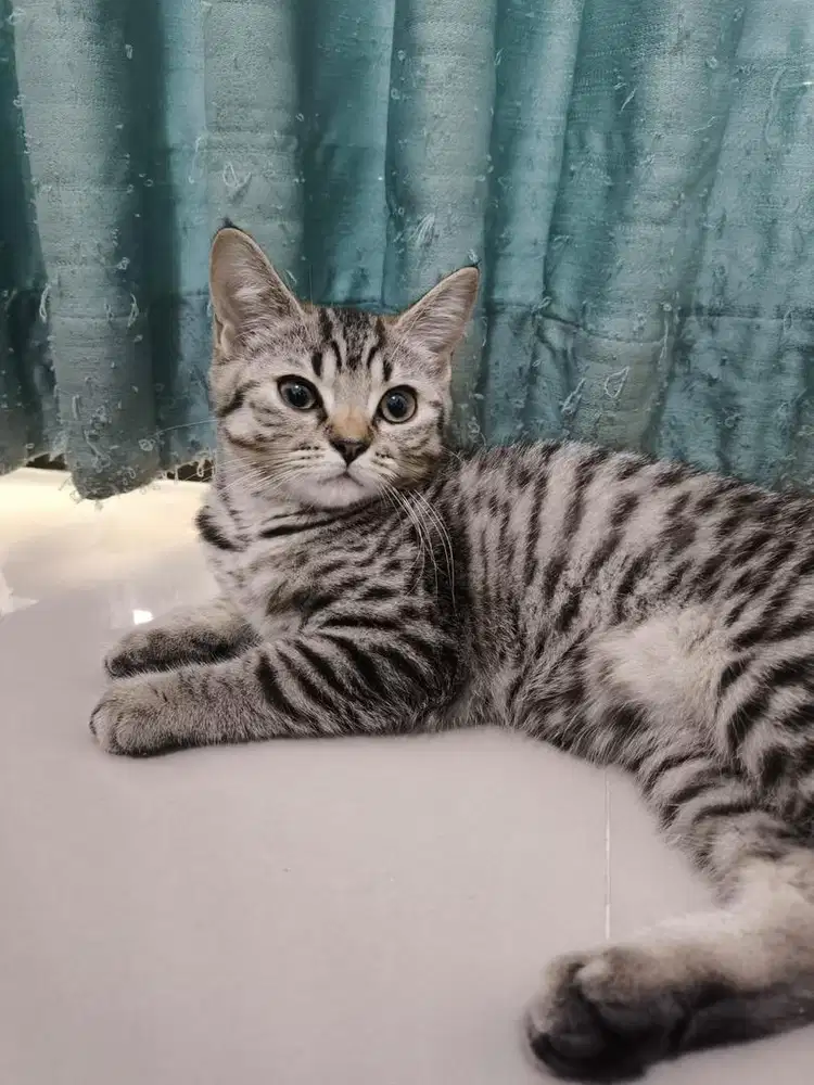 BSH warna Blue dan Black sesuai Foto