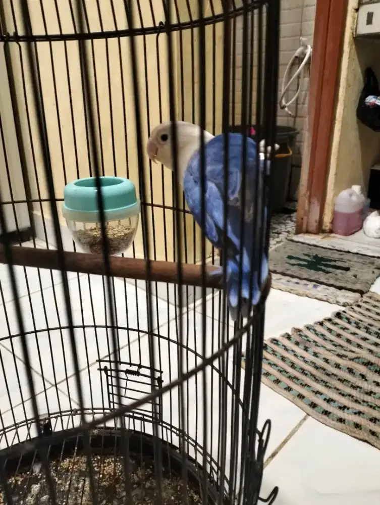 Lovebird Ewing Violet