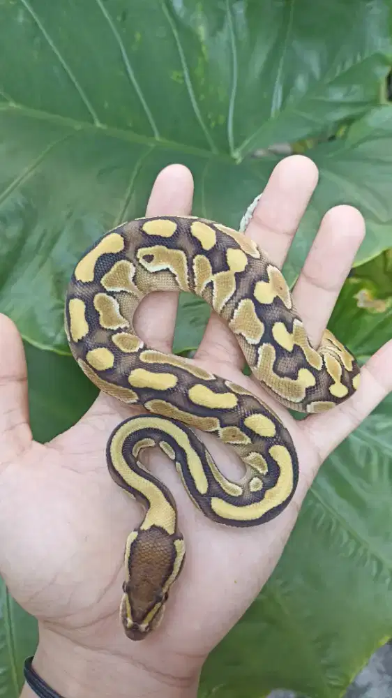 Bp Pastel Lesser Fire