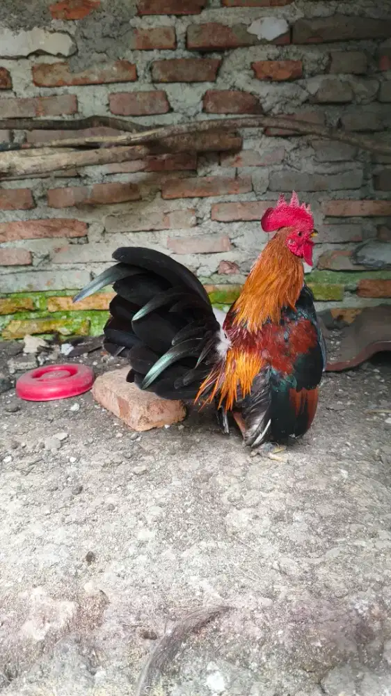 ayam kate jantan