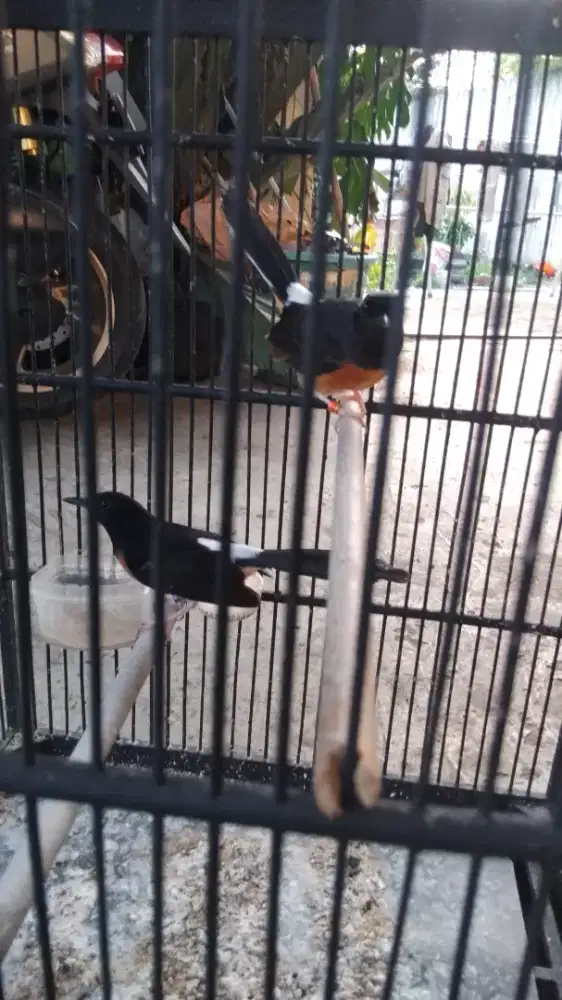 Murai betina sudah produksi