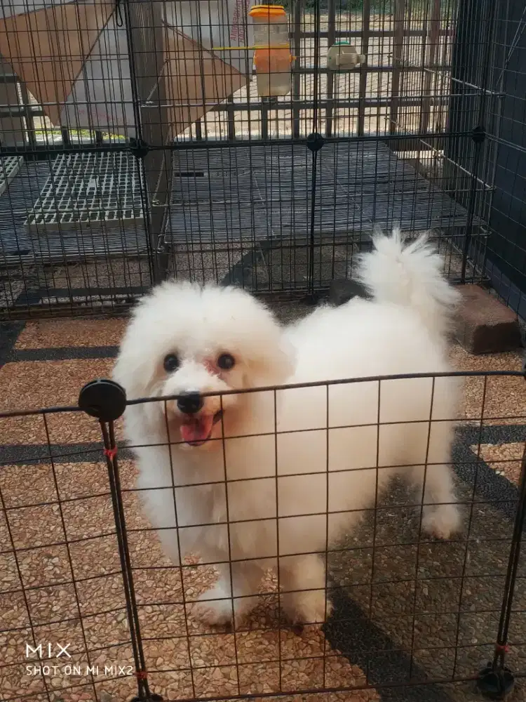 Pejantan Mini Bichon frise