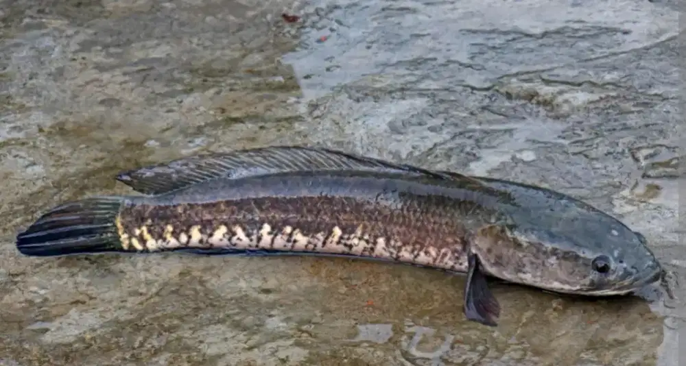 IKAN GABUS HIDUP