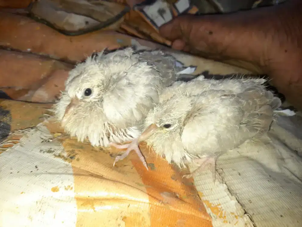 jual anakan puter pelung bahan free fly