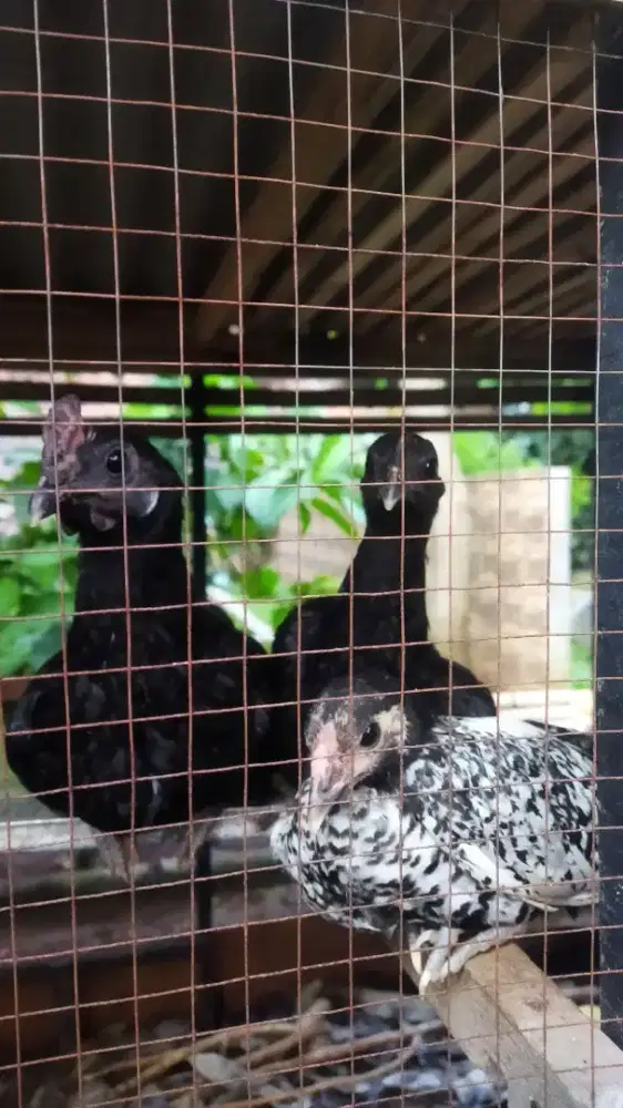 ANAK AYAM CEMANI