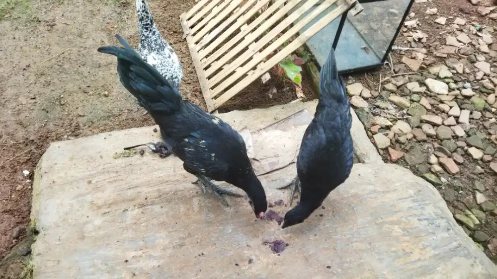 ANAK AYAM BATIK DAN CEMANI