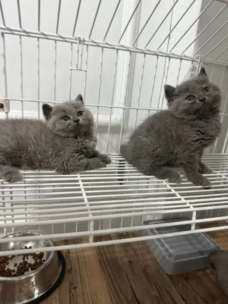 KUCING BSH BETINA