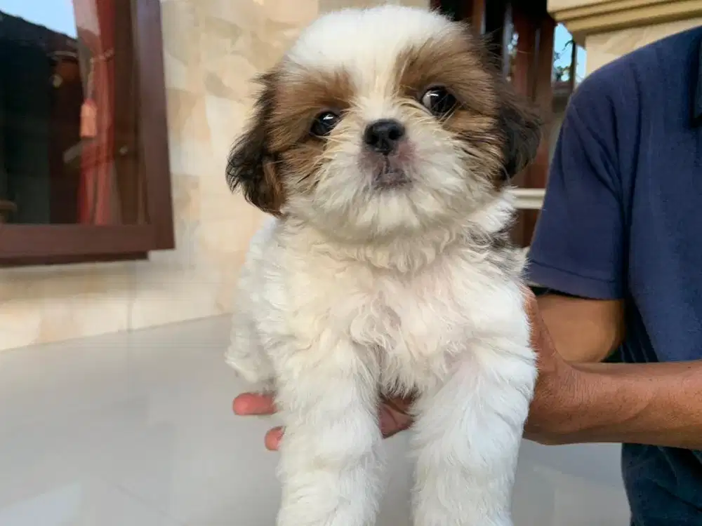DIJUAL ANAK ANJING SHIH TZU