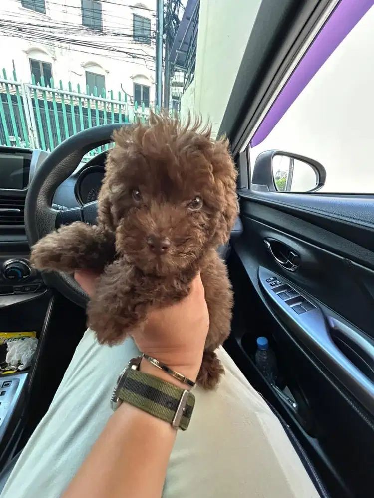 Poodle choco rare jantan