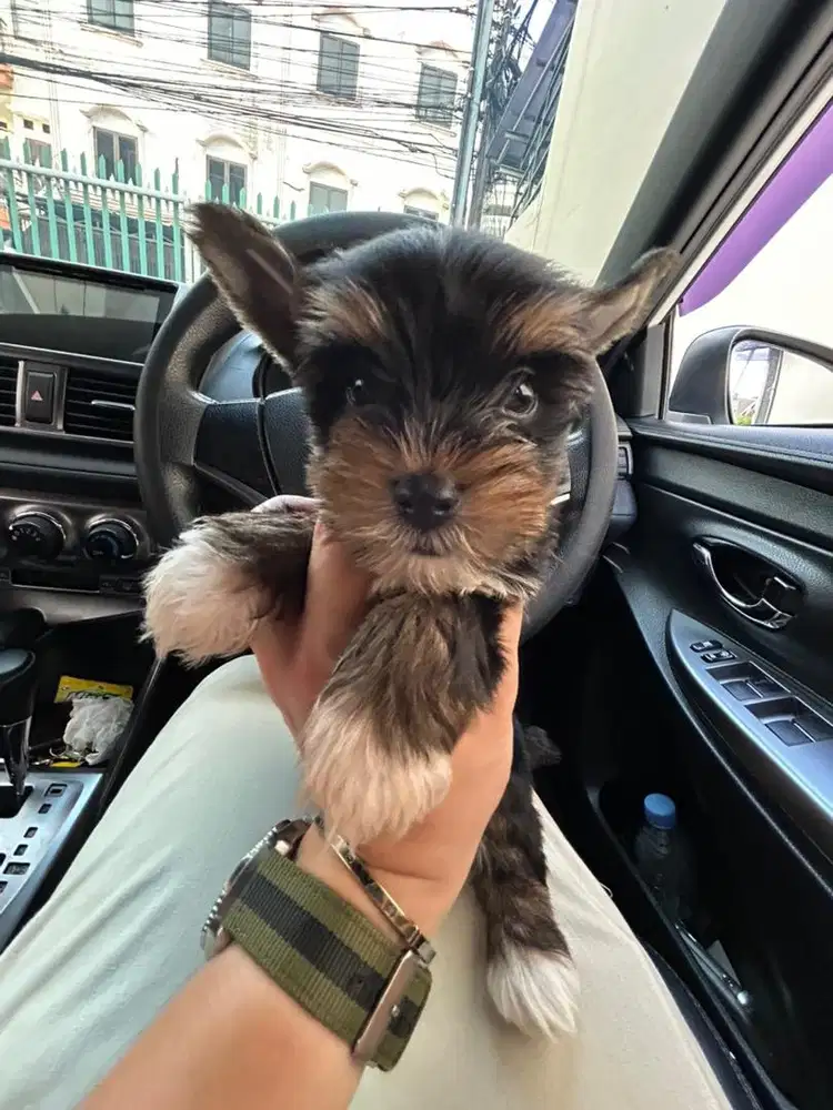 Yorkshire yorkie puppy jantan