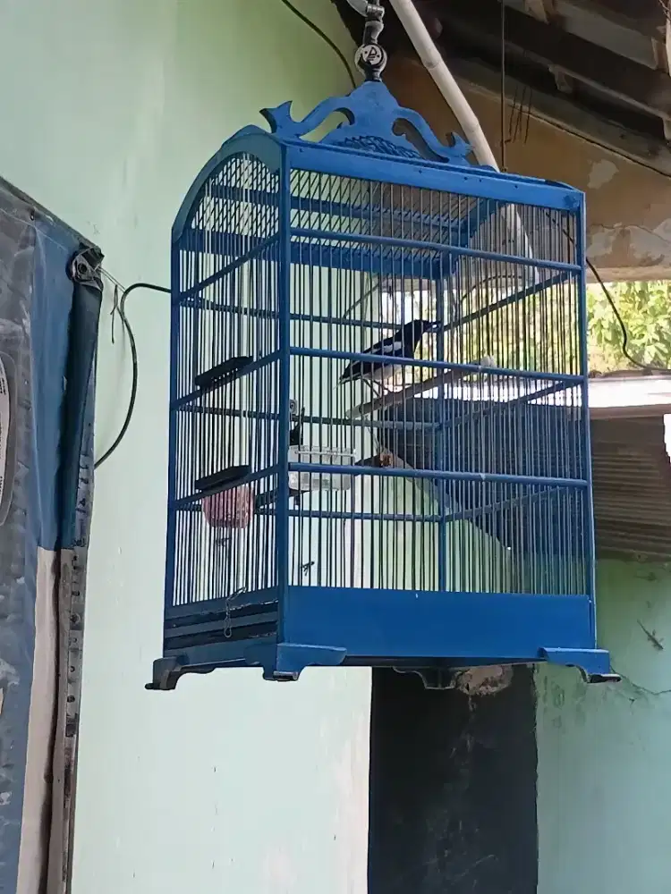 Kacer poci harian bunyi