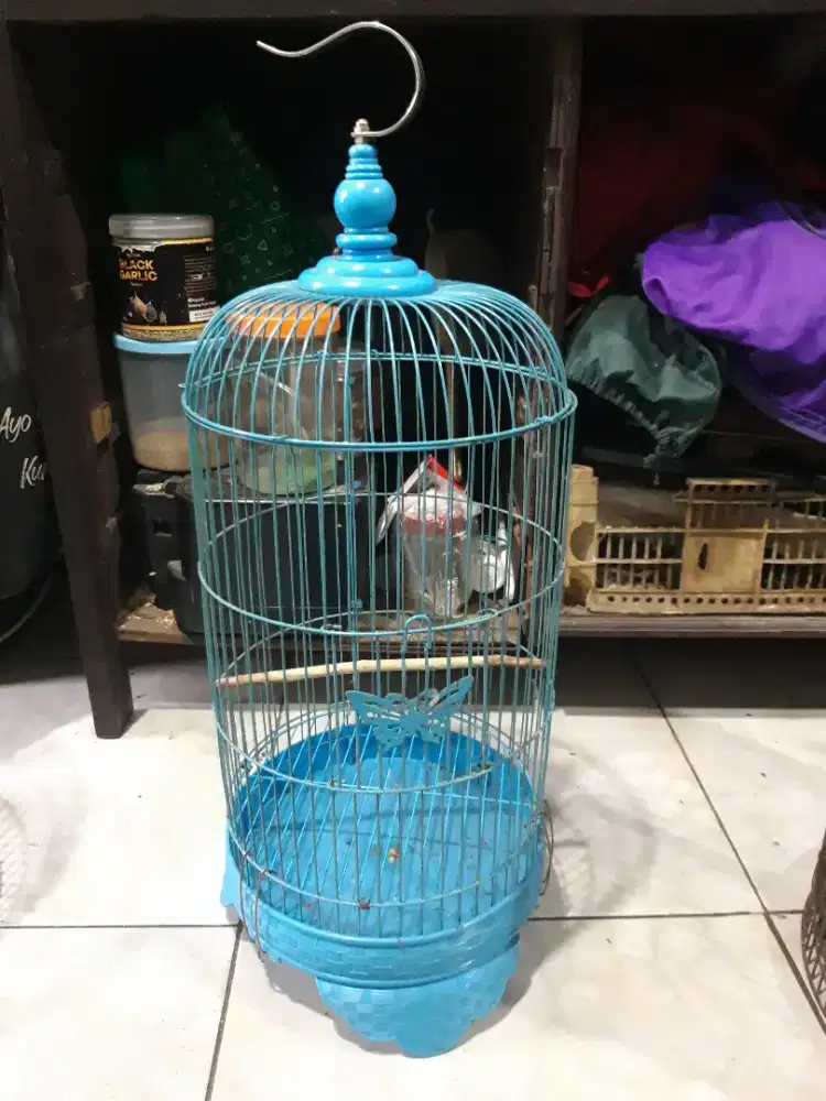 Kandang kapsul mini Butterfly di BSD