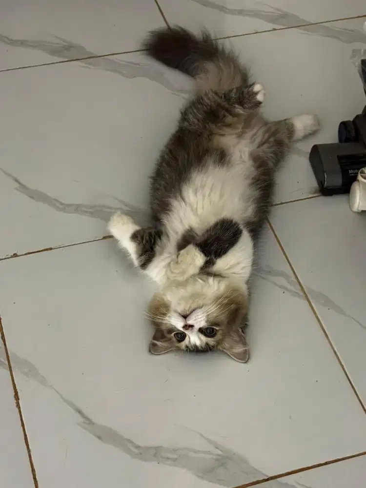 Kucing munchkin
