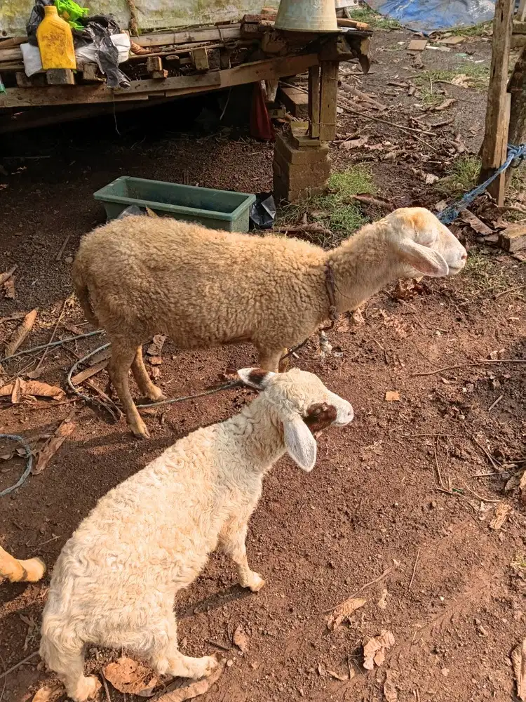 Domba indukan+anak betina