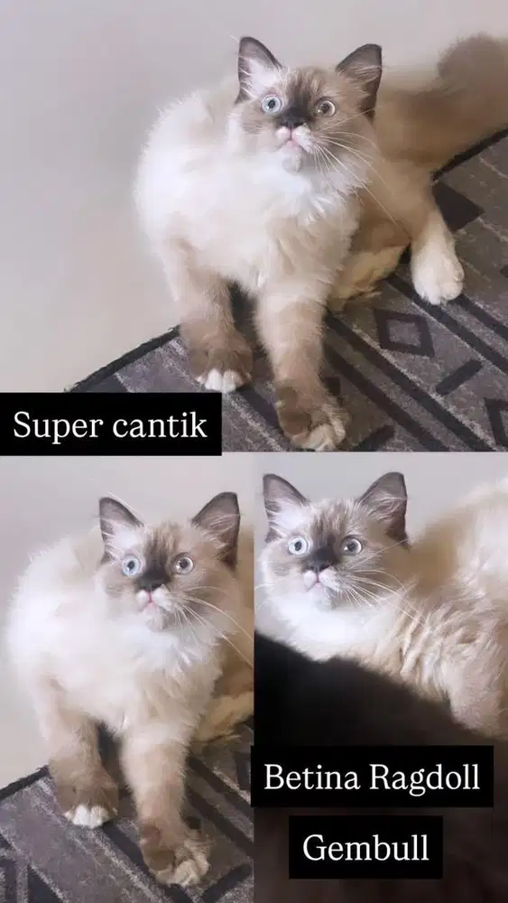 Kitten betina ragdoll super cantik