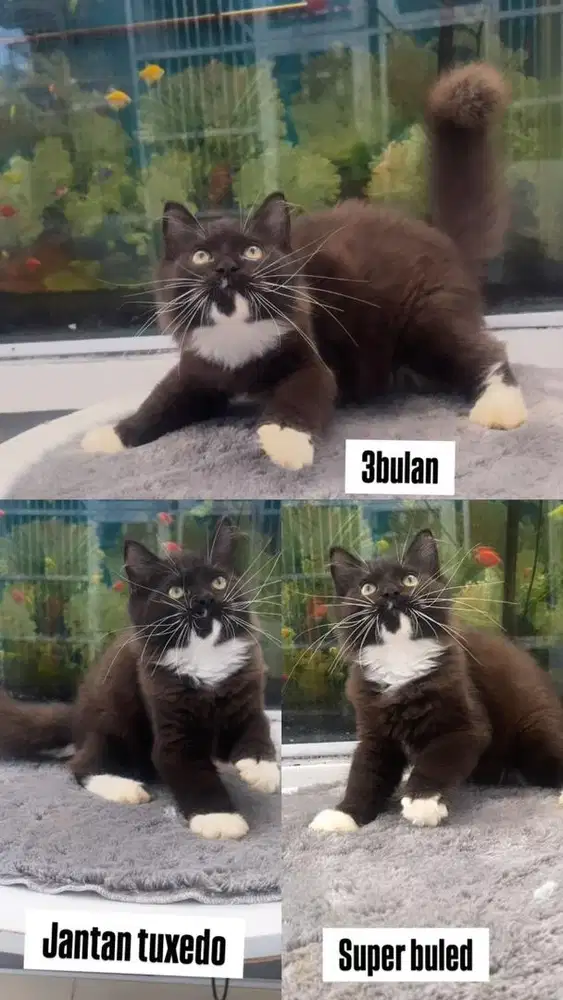 Kitten jantan tuxedo hitam putih