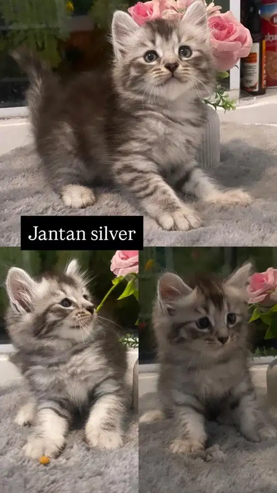 Kitten jantan abu silver
