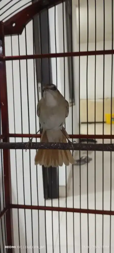 SIKLON COMMOND(NIGHTINGALE)