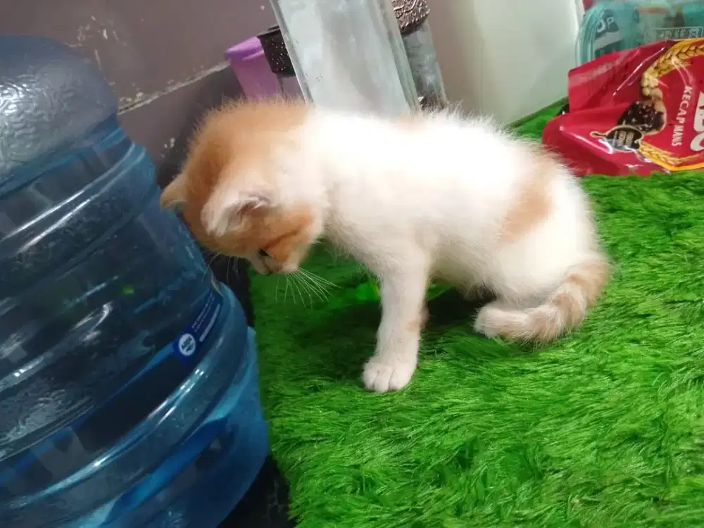Anabul anakan Kucing mix ganti pakan
