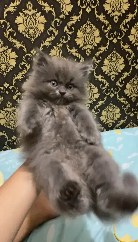 Kitten 2.5 bulan