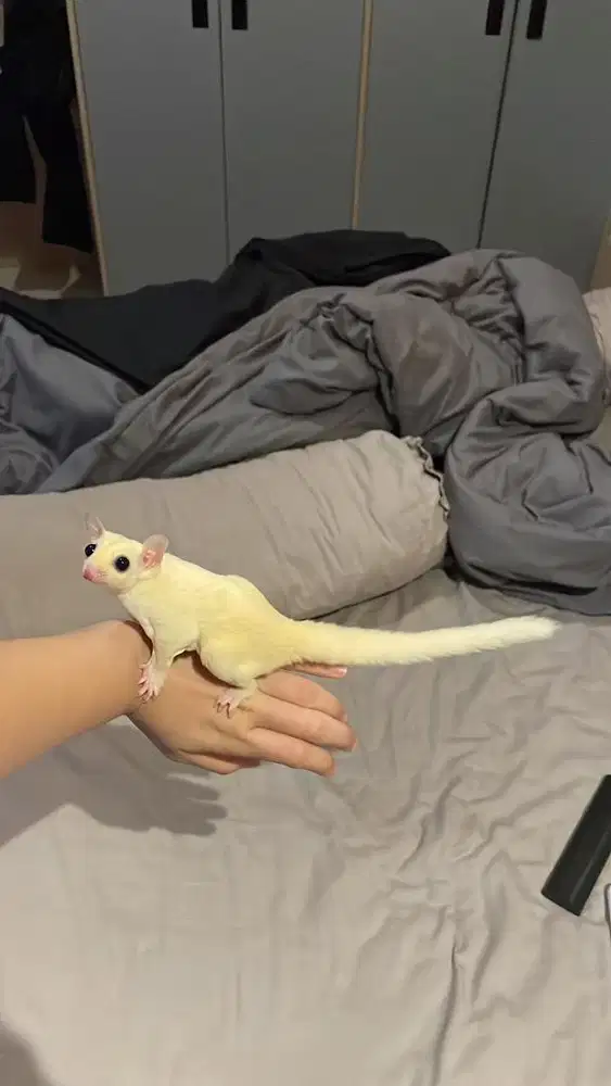 sugar glider leutistic jantan