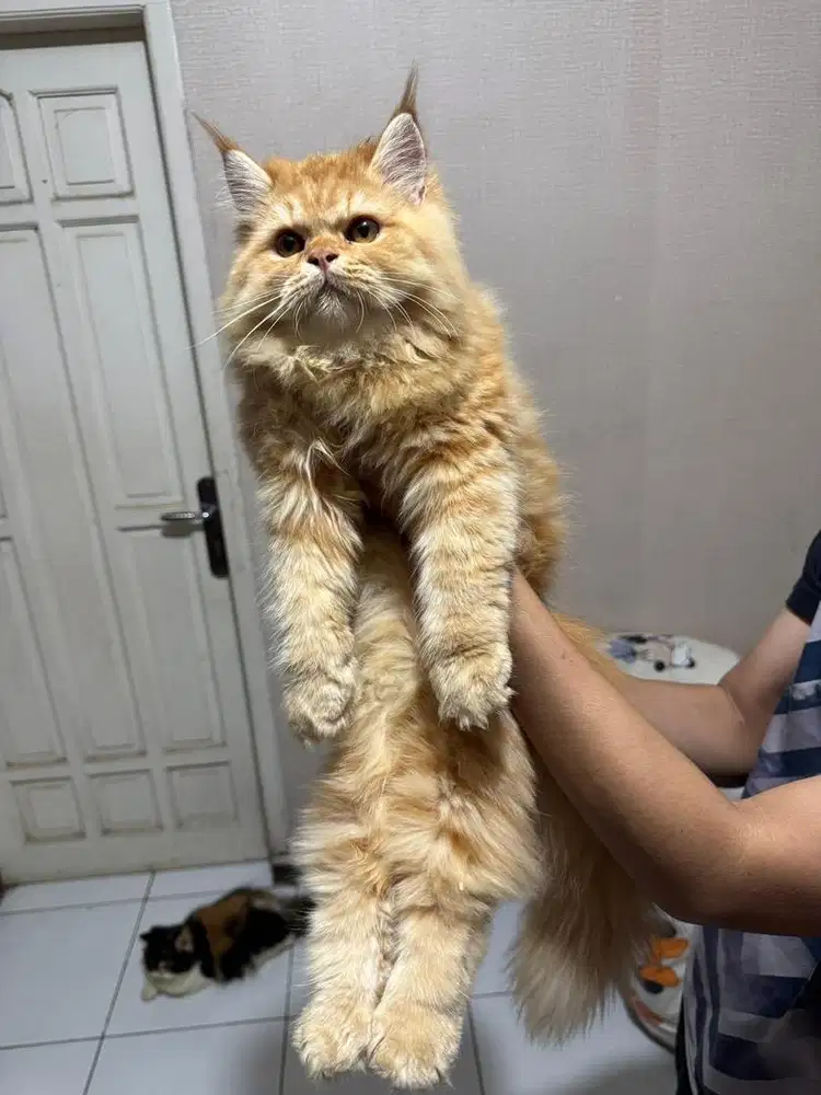 Kucing flatnose