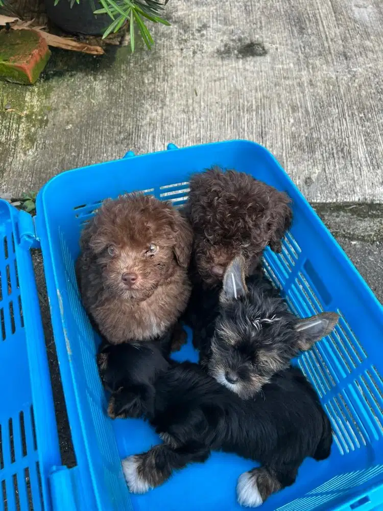 Ready poodle yorkshire puppy jantan