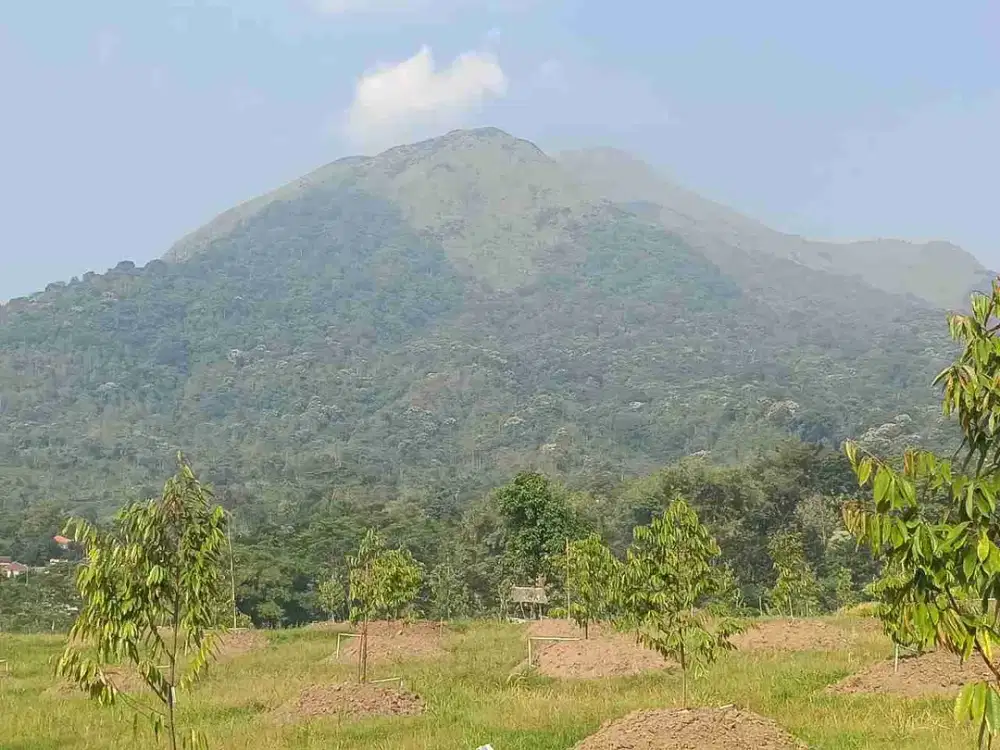 DI JUAL PERKEBUNAN DURIAN B.U TRAWAS