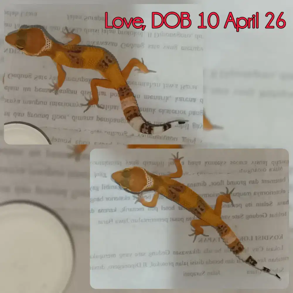 Gecko Sunglow x Sunglow 2 ekor
