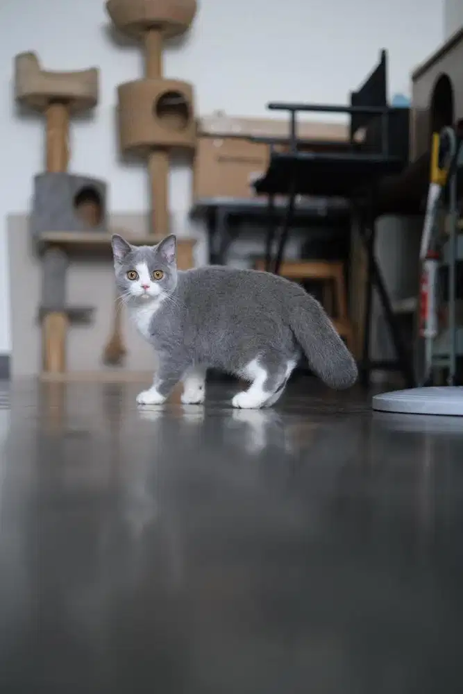 Kucing British shorthair BSH pedigree line import bulat