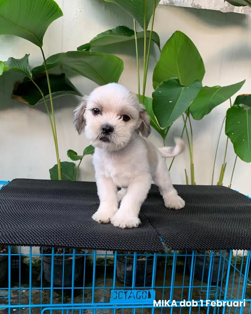surabaya Anjing shihtzu shih tzu shitzu shitsu sitzhu