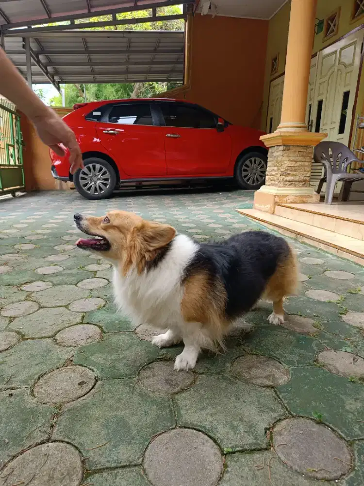 Corgy pembrooke Longhair Tricolor
