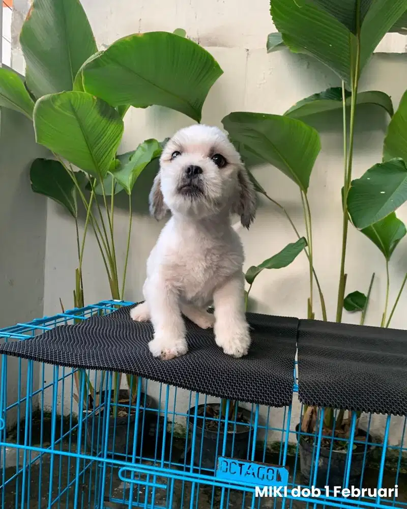 surabaya Anjing shihtzu shih tzu shitzu shitsu sitzhu