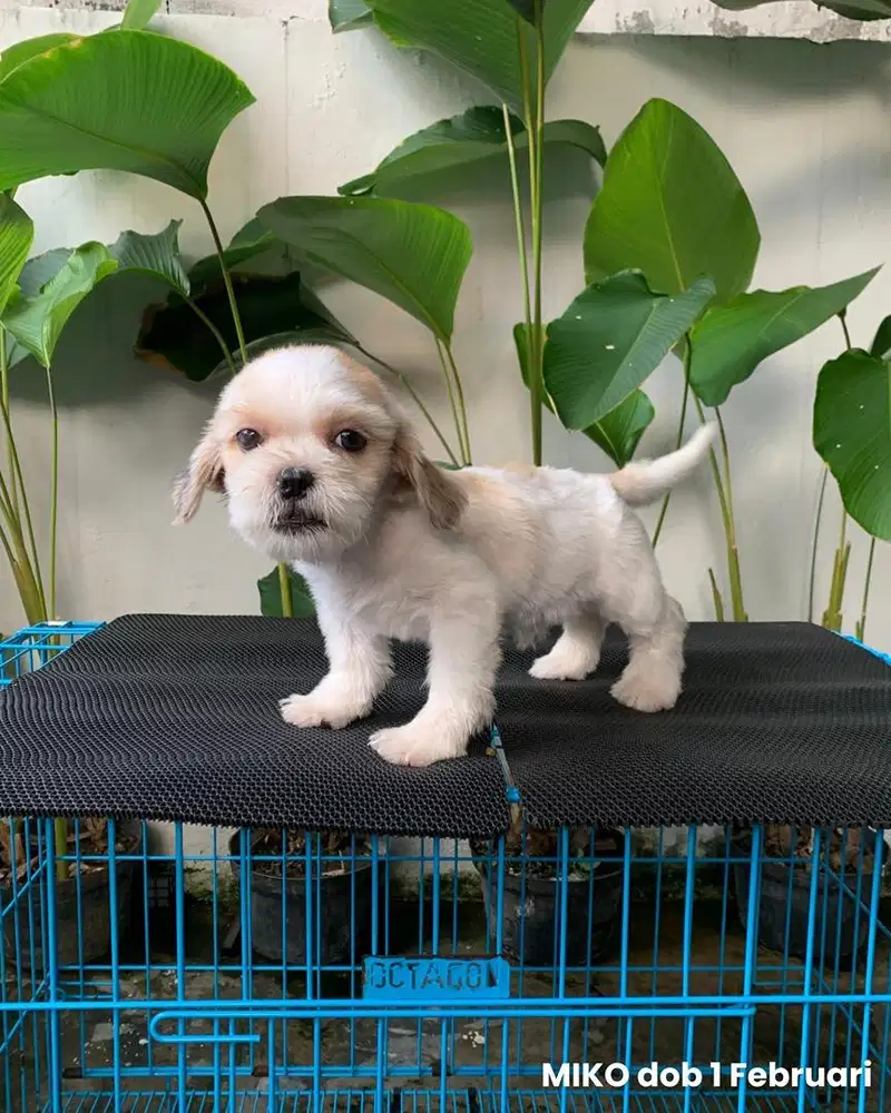 surabaya Anjing shihtzu shih tzu shitzu shitsu sitzhu