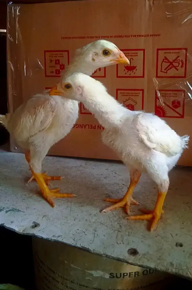 Ayam bangkok anak bk shamo