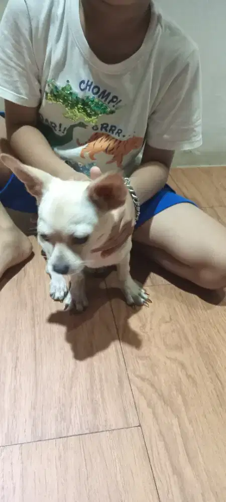 Jual anjing chihuahua lucu