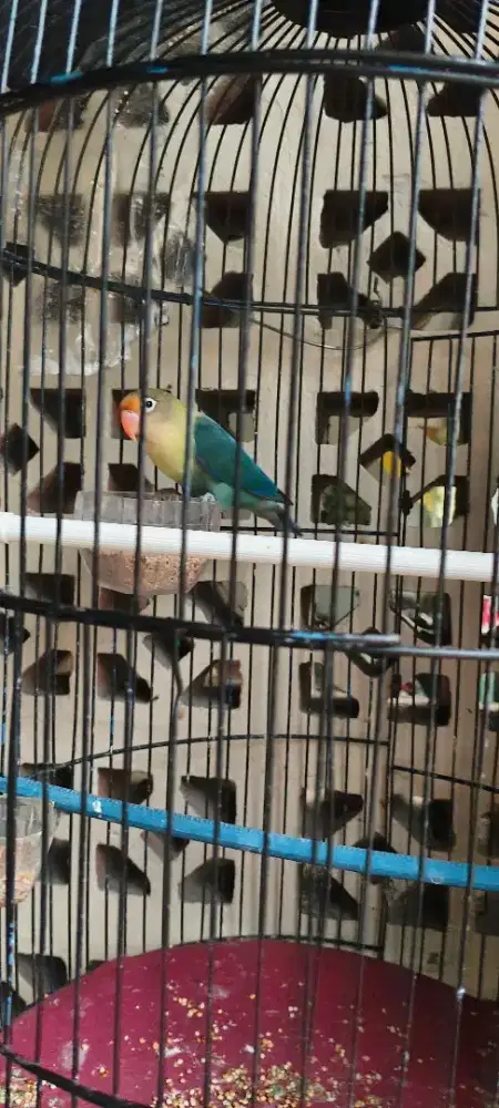 Lovebird jantan PB dewasa