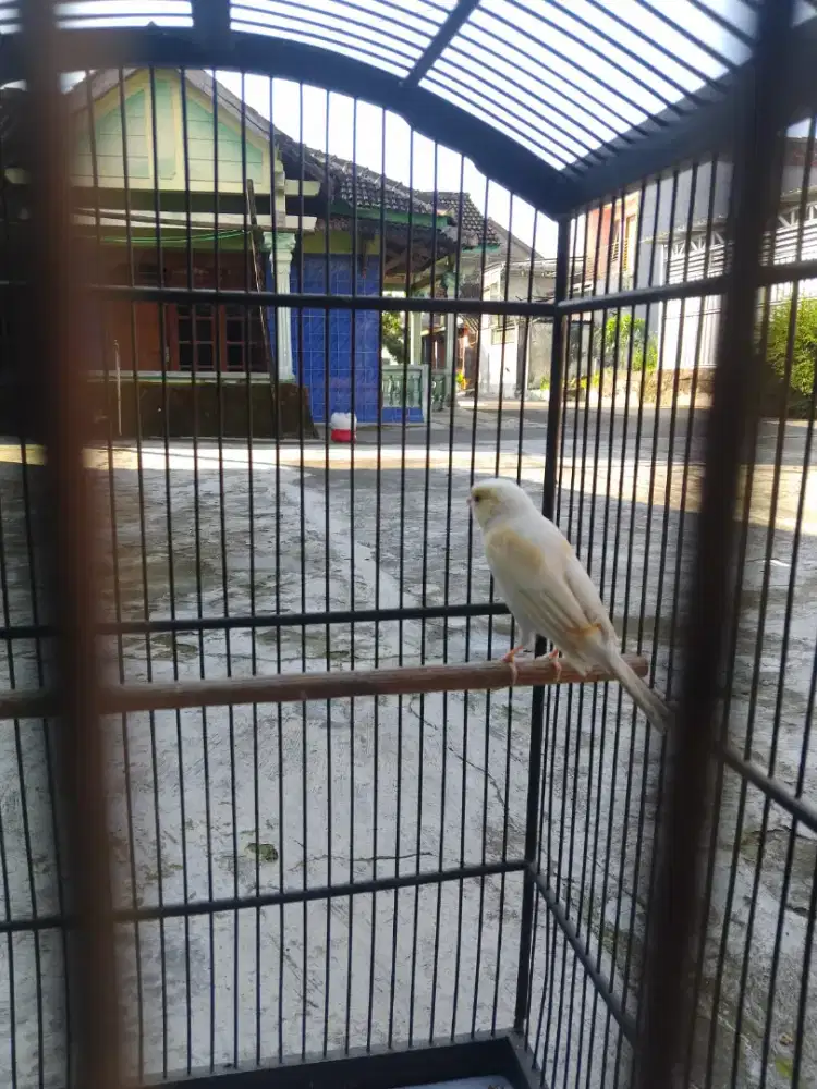Di jual burung kenari AF gacor dor siang malam warna cerah bulu halus
