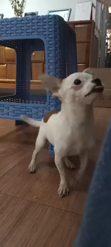 Jual anjing chihuahua lucu
