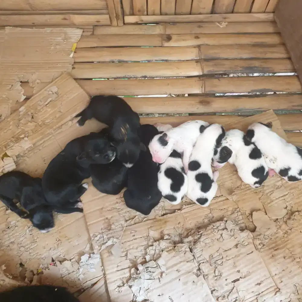 Anak anjing kampung