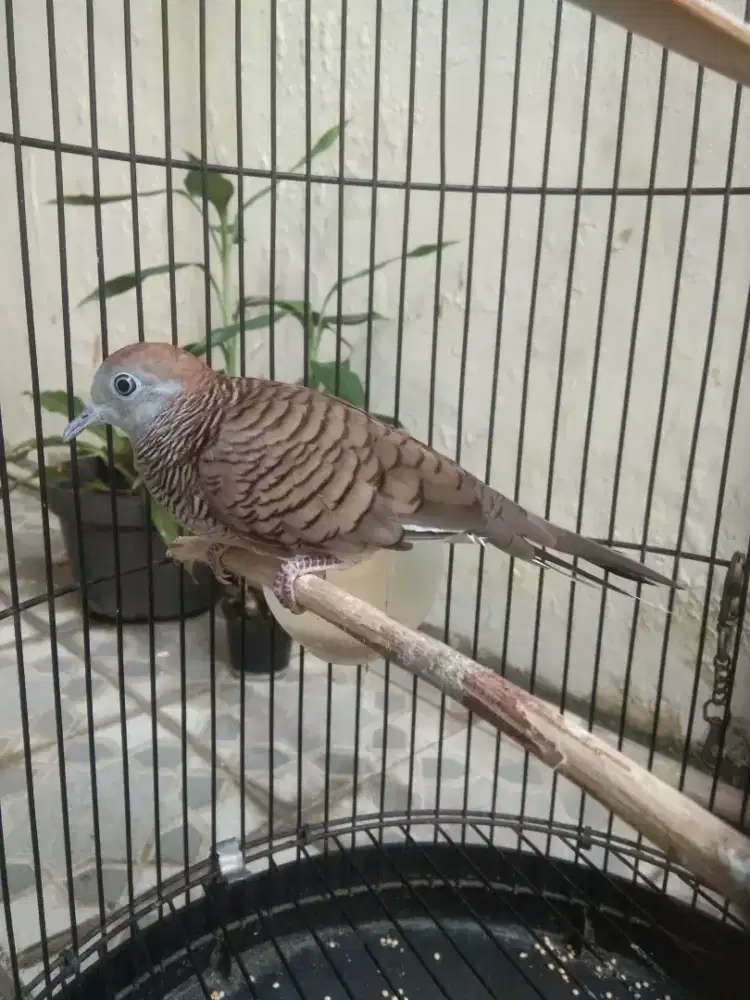 Perkutut katuranggan