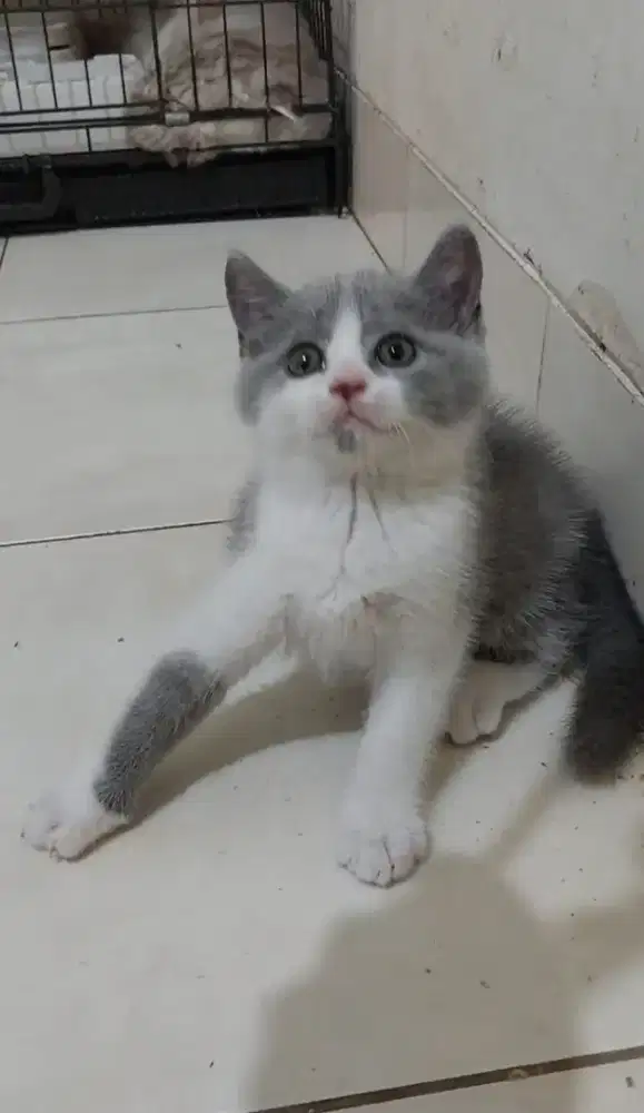 Kitten british shorthair bicolor blue jantan kucing bsh bico blue