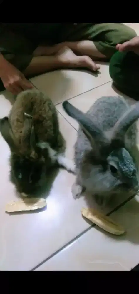 Sepasang kelinci anggora sudah besar beserta kandang dan makanannya