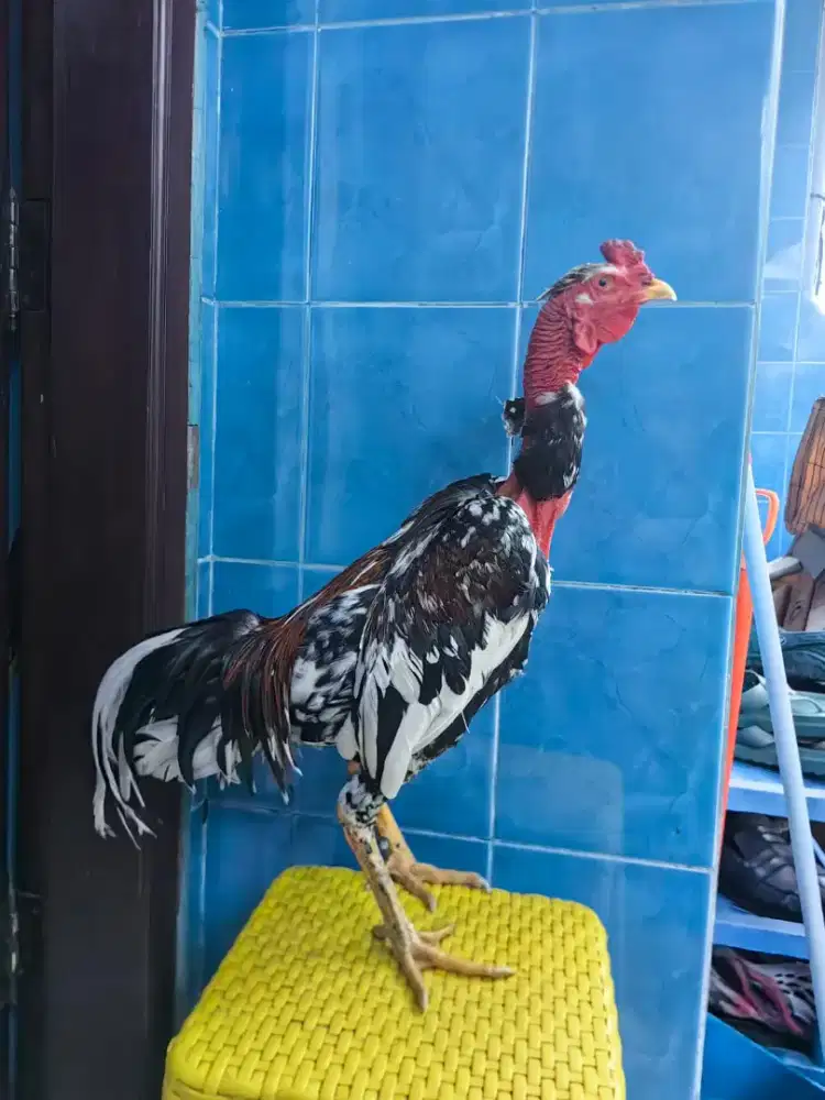 Ayam saigon blorok