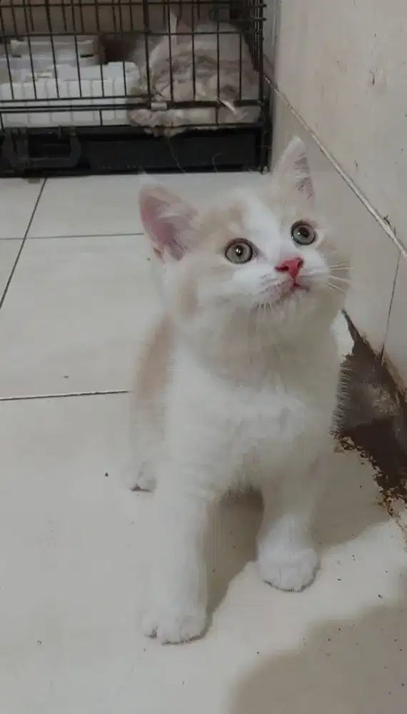 Kucing bsh bicolor kitten british shorthair bico fawn jantan