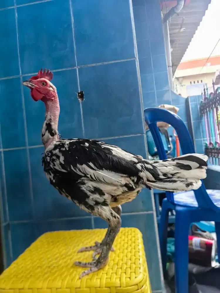 Ayam saigon babon blorok