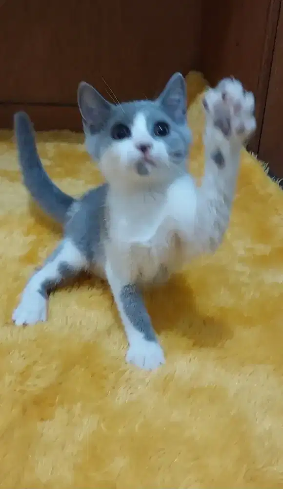 Kucing bsh bicolor blue kitten british shorthair bico blue