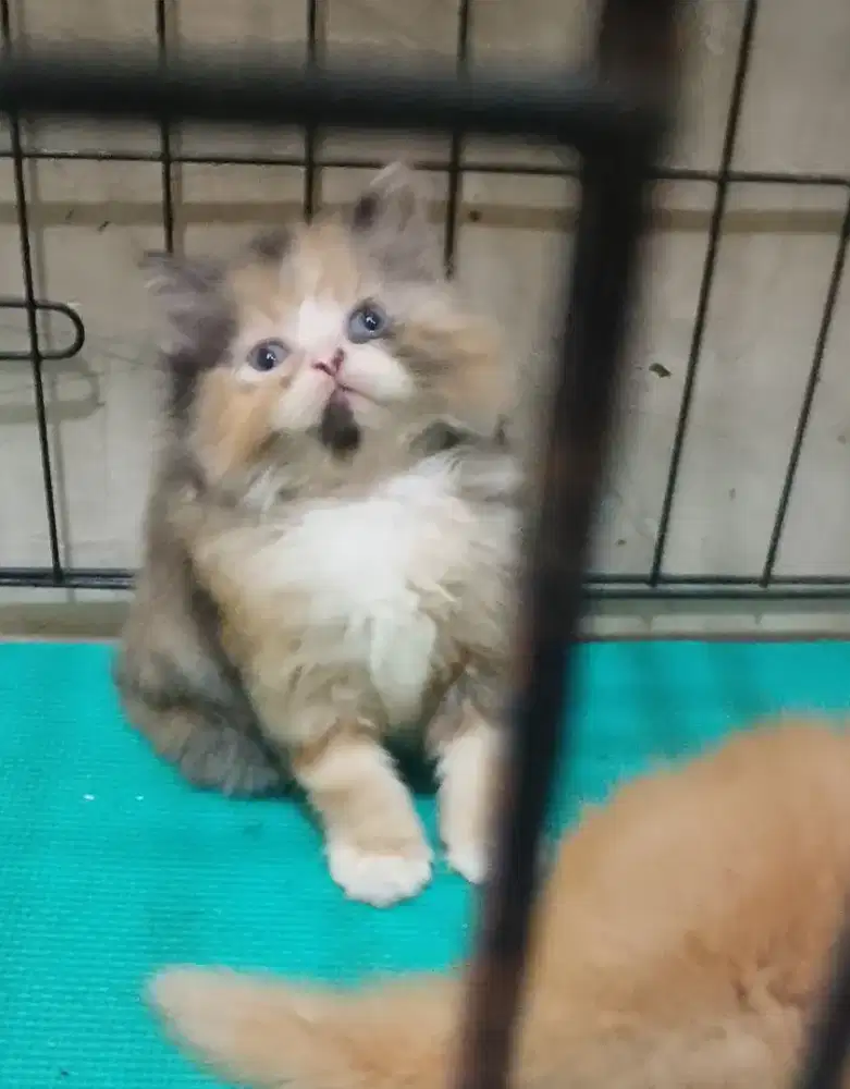 Kucing kitten Persia anakan usia 2 bln