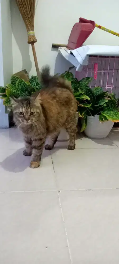 Kucing persia indukan